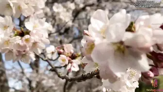 顶级女神 超级丝袜控180大长腿女神 苹果 我的室友 第四篇 赏花2开档黑丝再邀单男 湿嫩小穴采精爆射